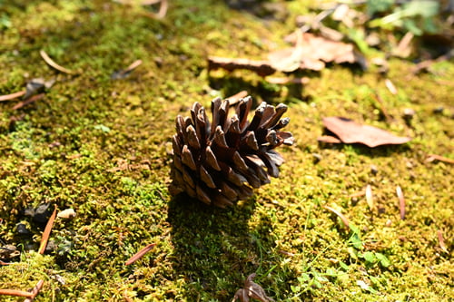 くろまつ,木,黒松
