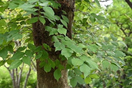 春ニレ,はるにれ,樹木