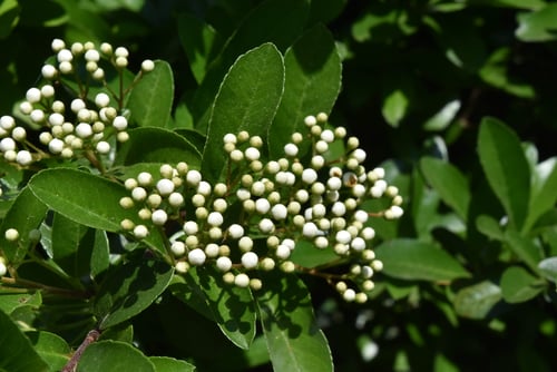 ぴらかんさ,トキワサンザシ,つぼみ,ピラカンサ