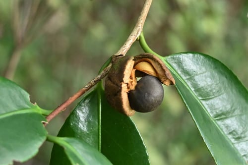 やぶつばき,ヤブツバキの種子,椿
