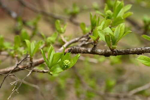 サワフタギ 新芽