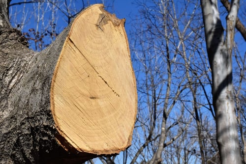 花,コブシ,こぶし,辛夷の木,伐採
