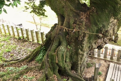 スダジイ,イタジイ,幹,すだじい