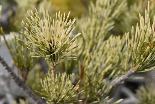 ごようまつ,種類,五葉松