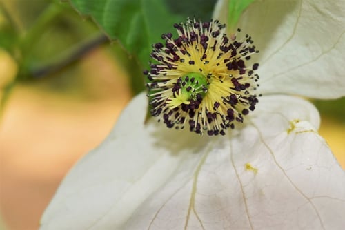 鳩の木,開花,ハンカチノキ