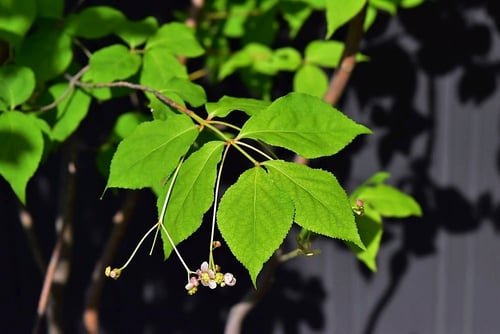 ツリバナ,吊り花,庭木図鑑,つりばな