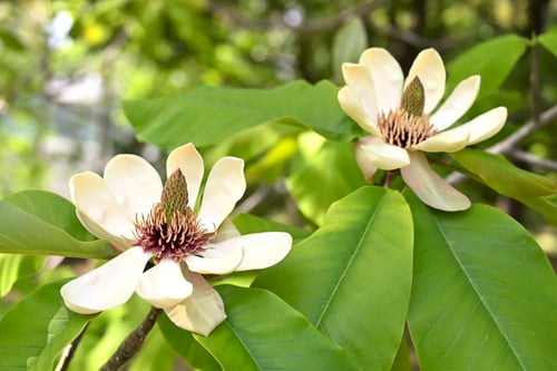 朴ノ木,Japanese white bark magnolia