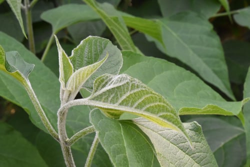 くさぎ,葉っぱ,臭桐とは