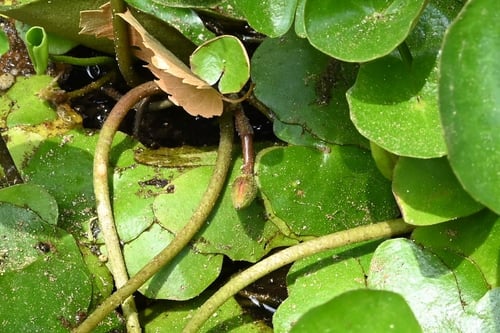 あさざ,植物図鑑,アサザ,水草