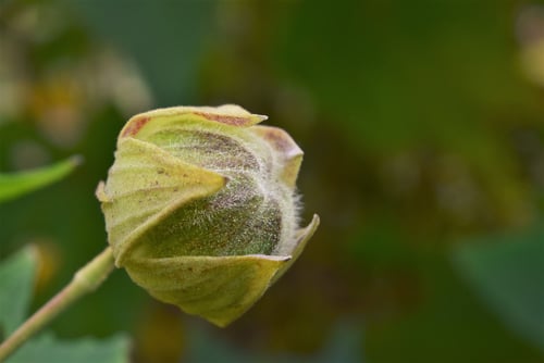 酔芙蓉,すいふよう,スイフヨウ.果実