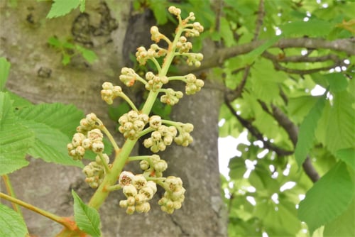 マロニエ,開花時期,まろにえ,樹木