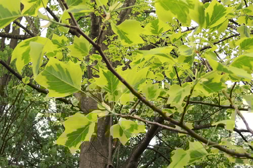 ユリノキの品種,ゆりのき