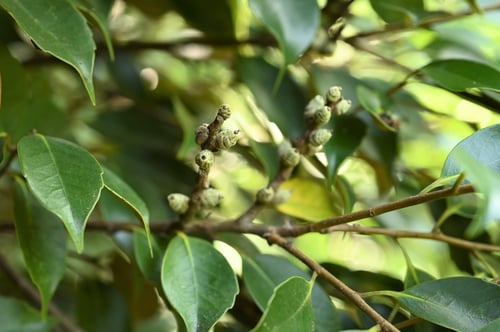 すだじい,未熟なドングリ,スダジイ
