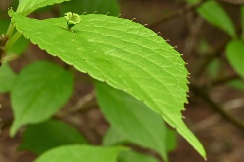 花いかだ,葉っぱ,ハナイカダ
