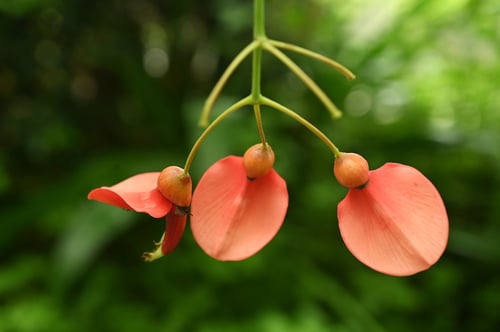 あめりかでいご,アメリカデイゴ,カイコウズ