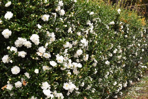 山茶花の垣根,さざんか