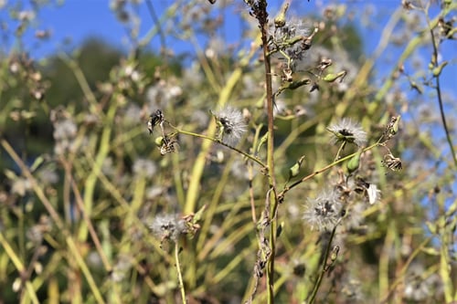 あきののげし,アキノノゲシ