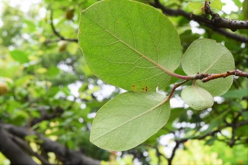 せいようかりん.まるめろ,マルメロ