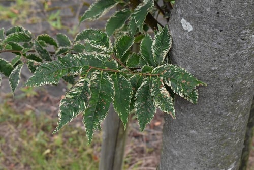 ケヤキ,欅,種類,特徴,けやき