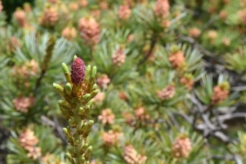 ごようまつの雌花,ゴヨウマツ,めばな