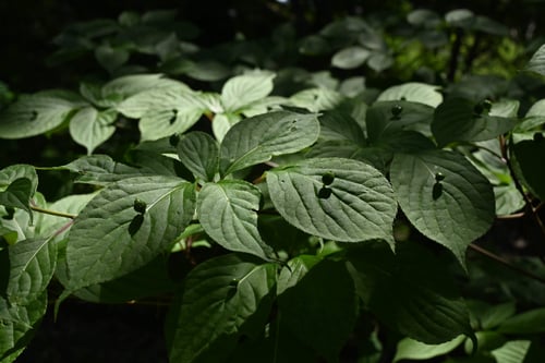 花筏,特徴,はないかだ,ハナイカダ