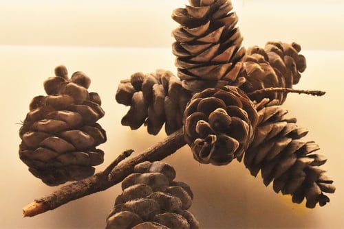 ごようまつ,五葉松,果実,ゴヨウマツ