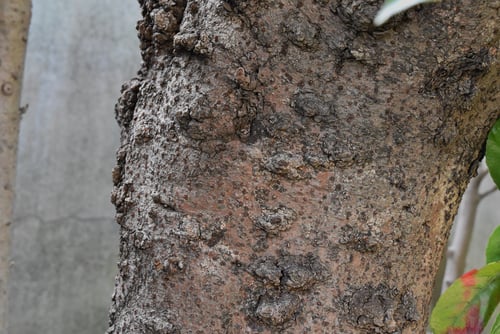 サンゴジュ,さんごじゅ,珊瑚樹