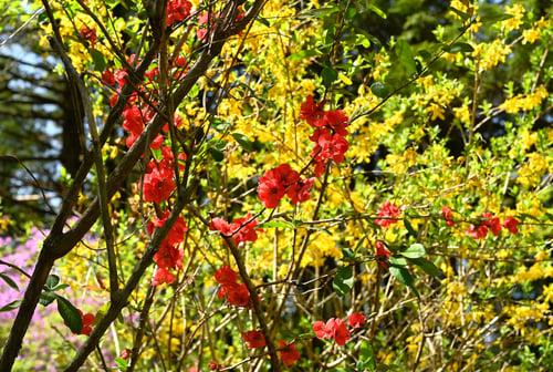 赤い花が咲くボケの木,ぼけ,植物