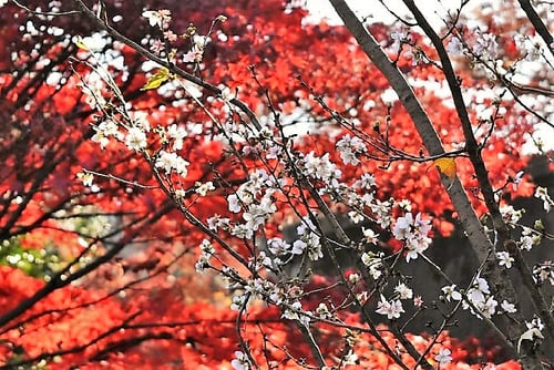 フユザクラ,特徴,ふゆざくら