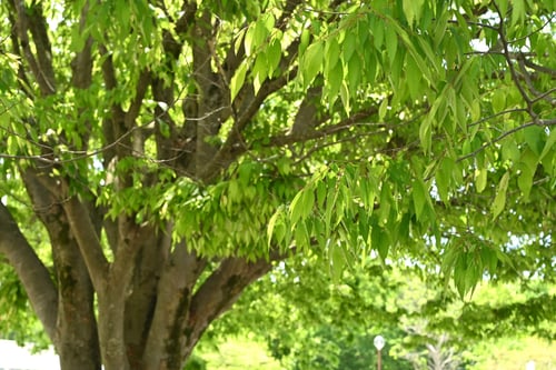 ケヤキ,けやき,葉