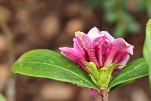 沈丁花,じんちょうげ,花,時期,ジンチョウゲ