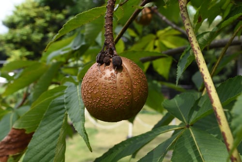 トチノミ,画像,栃の実,とちのき