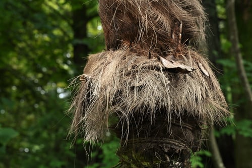 シュロの木,棕櫚,毛,しゅろ