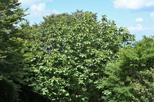 朴ノ木,ホオノキ,庭木図鑑,ほうのき