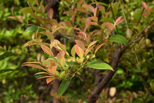 しゃしゃんぼ,サシブ,植物,シャシャンボ