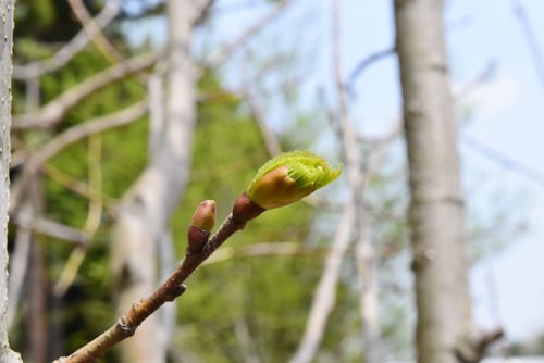 シナノキ,シナの木,ライムツリー,しなのき