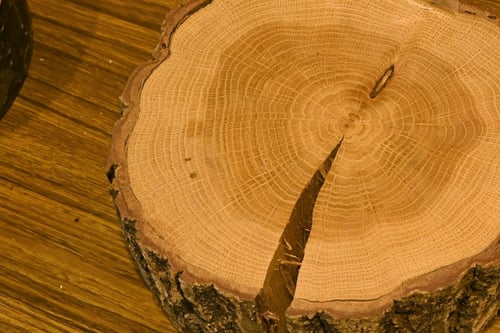 こならのき,樹木