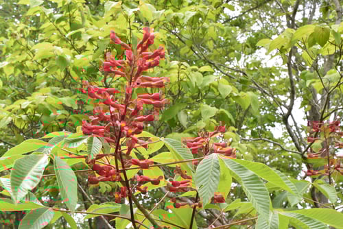 アメリカトチノキ,あめりかとちのき