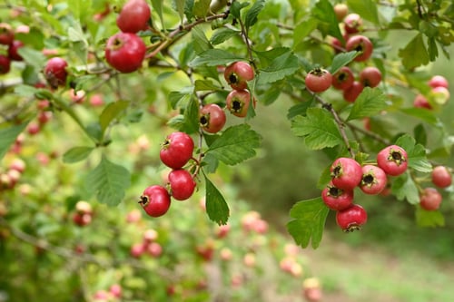 Japanese hawthorn/Mayflower
