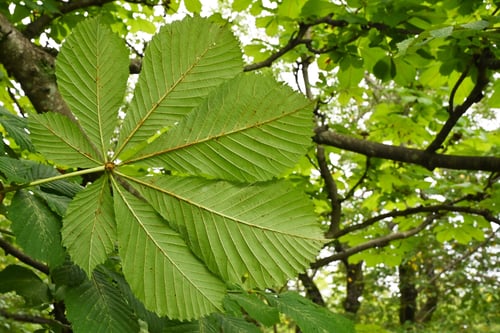 マロニエの葉,樹木,まろにえ,植物