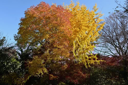 ナンキンハゼ,なんきんはぜ,いちょうのき