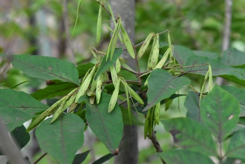 アオダモの実,あおだも,種子