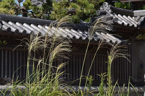 ススキの画像,すすき