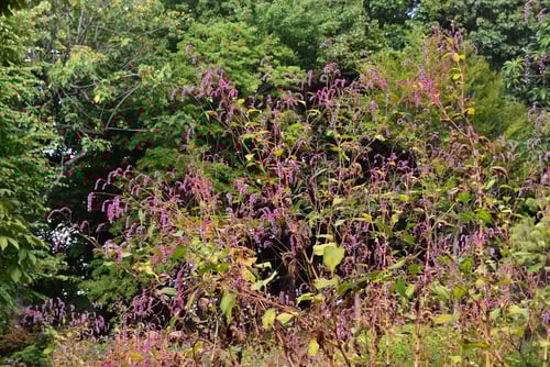 イヌタデ,おおけたで,花,オオケタデ