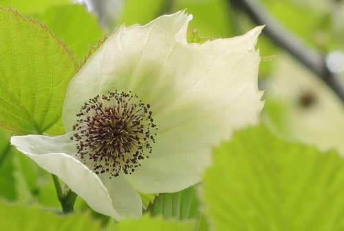 ハンカチの木,はんかちのき,花の時期