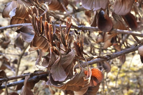 はこねうつぎ,ハコネウツギ,樹木