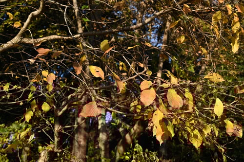 はるにれ,ハルニレ,春楡,樹木