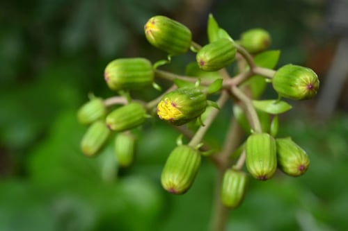 ツワブキ,つわぶき,蕾,画像