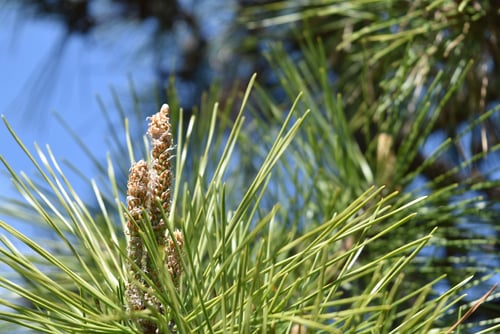 アカマツとクロマツの違い,黒松