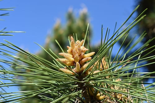 黒松の花,くろまつ,雄花